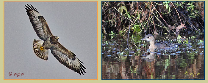 <Images by  Wolf Peter Weber of a Common Buzzard circling above and of a Zwergtauchers or Little Grebe in safe hiding>
