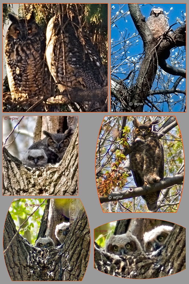 5 photographs by Wolf Peter Weber of Horned Owls - 2 Adult Owls. Ma with a chick. A juvenile Owl, a parent Owl with a chick in a nest, 2 Owl chicks looking from their nest.