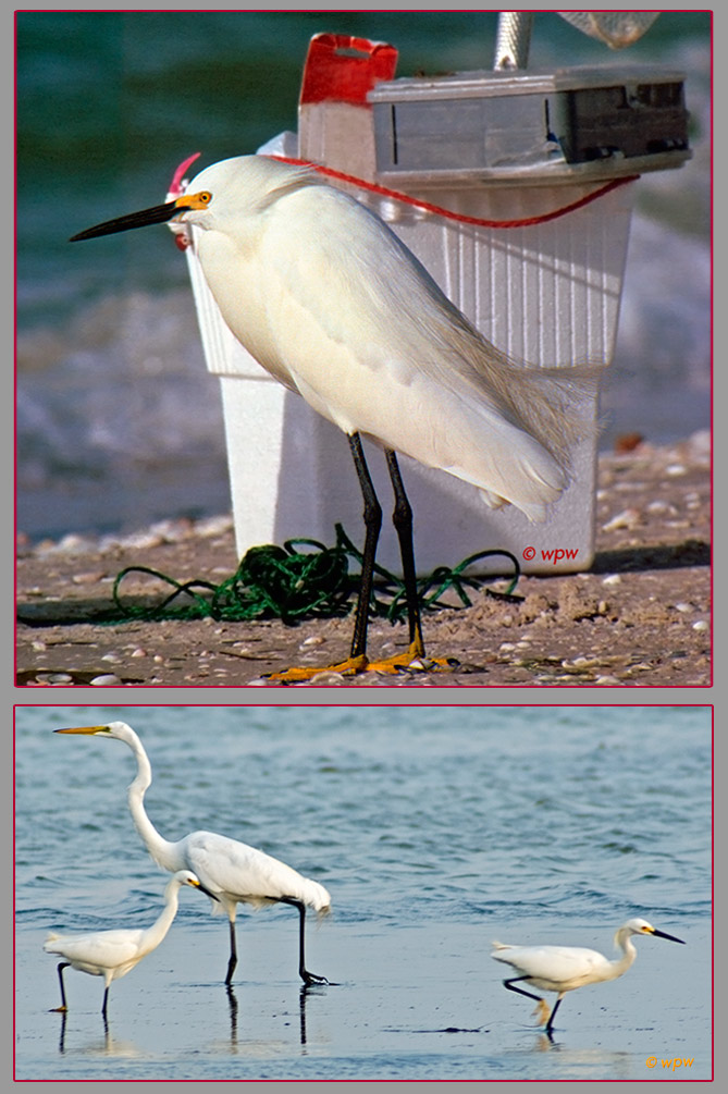<2 photographs of Snowy Egrets by Wolf Peter Weber. One looking out, standing next to Fisherman's box at a beach. One depicting the difference in size between 2 Snowy and 1 Great Egret(s).>
