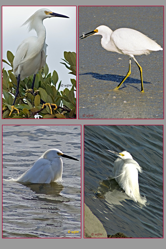 <4 photographs of Snowy Egrets by Wolf Peter Weber. One standing high, one with a small fish. 2 more Snowy Egrets in breeding plumage rake probing the bottom.>