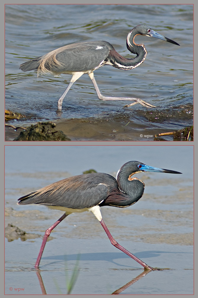 <2 pictures by Wolf Peter Weber, taken in Florida, of Tricolered Herons in full tri-color, 1 male, 1 female.>