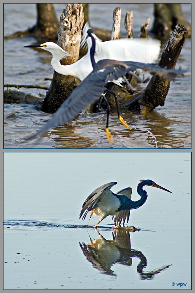 <2 pictures by Wolf Peter Weber of Tricolered Herons, one fighting with a Snowy Egret.>
