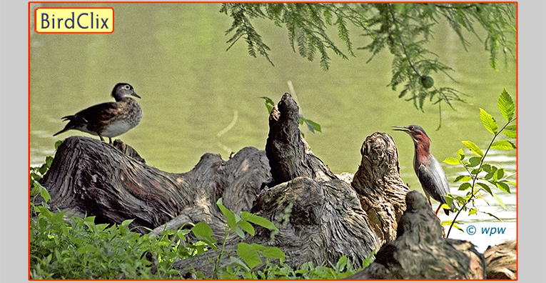 <Strange image of a female Woodduck looking at a Green Heron by a MO lake, only a few yards apart.>