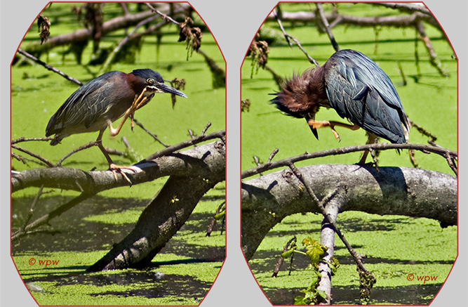 <2 funny pictures of Green Herons scratching their beaks.>