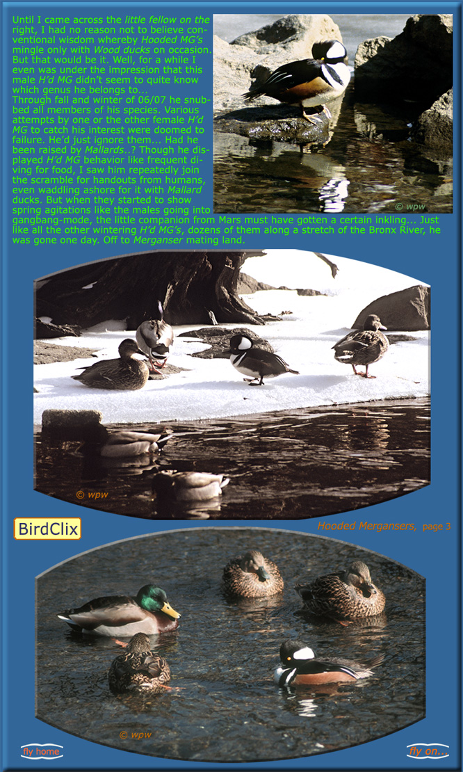 Odd male Hooded Merganser Behaviour