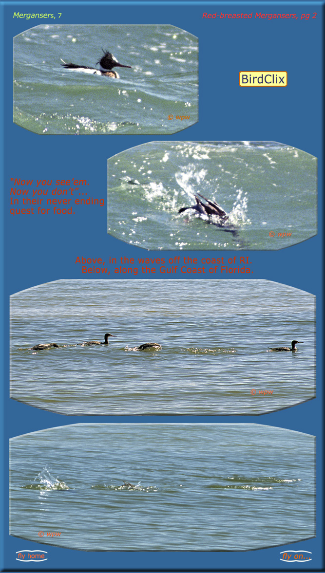 <4 Pictures of diving Red-breasted Mergansers in coastal waters>