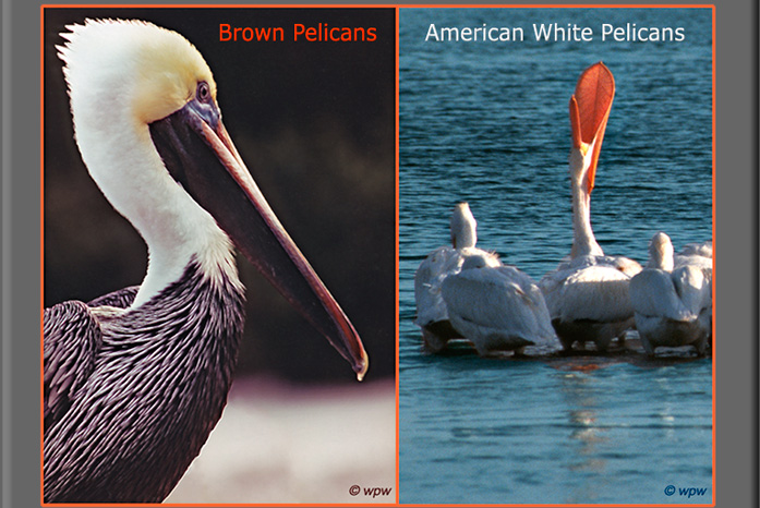 <Intro to a 9 page photo report on Brown Pelicans (4 pages) and American White Pelicans (5 pages) by Wolf Peter Weber. 28 photographs in all of Pelicans in various places and situations.>