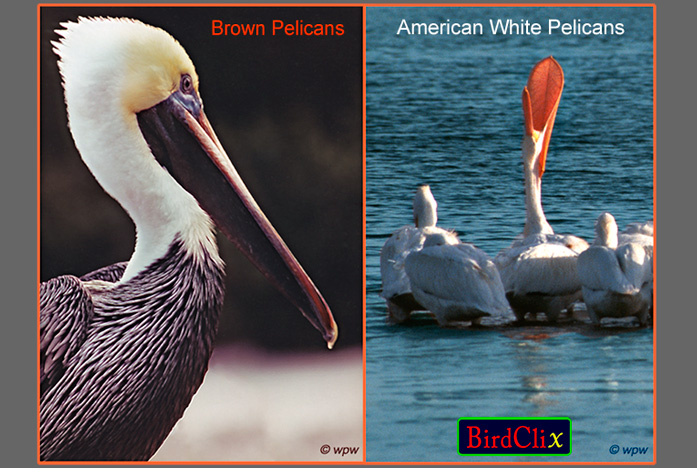 <Intro to a 9 page photo report on Brown Pelicans (4 pages) and American White Pelicans (5 pages) by Wolf Peter Weber. 28 photographs in all of Pelicans in various places and situations.>