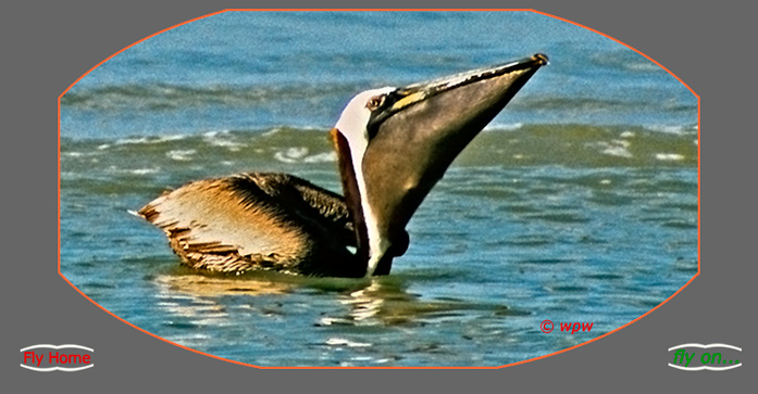 <Image of Brown Pelican trying to gorge down a big fish>