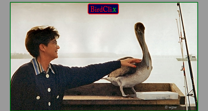 <Image of a woman stroking a Pelican>