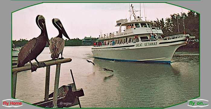 <Pelicans waiting for the arrival of a fishing leisure ship>