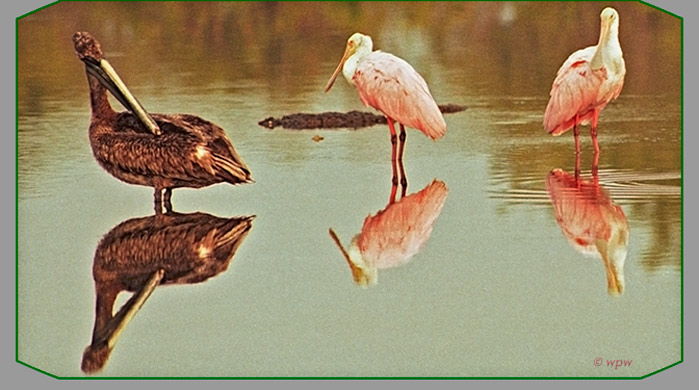 <Image of a Pelican and 2 Roseate Spoonbills, with an Alligator lurking>