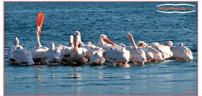 <Picture of a flock of Wjite Pelicans resting in shallow waters>
