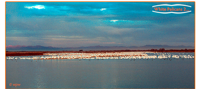 <Image of 1000's of Am. White Pelicans in a cove around the Salton Sea>