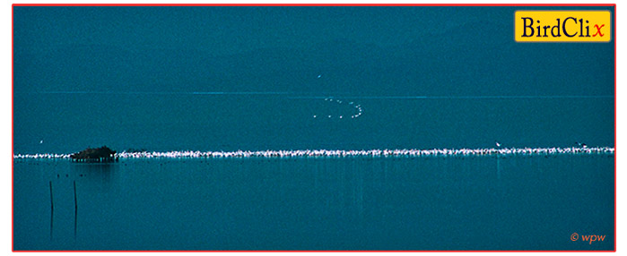 <A thin white line of 100's of Am. White Pelicans across a deep blue Salton Sea>