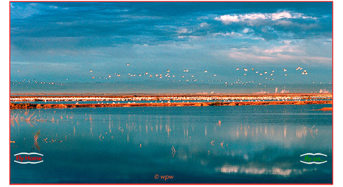 <Late afternoon colors with 1000's of American White Pelicans at CA's Salton Sea>