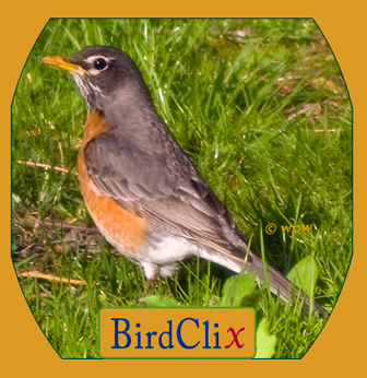 <Image of a Robin bird attentiv in a meadow>