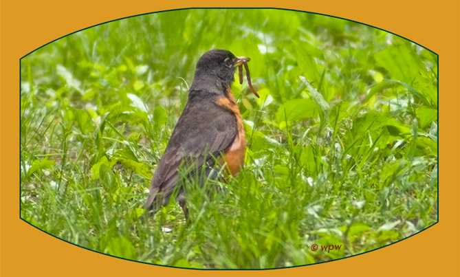 <Picture of Robin bird with earthworm>