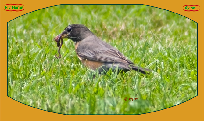 <Profile of Robin bird with nice and fat earthworm>