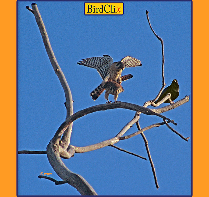 <Image of a pair of American Kestrels, small raptor birds, mating high up on a tree. Photo scoop by © Wolf Peter Weber.>