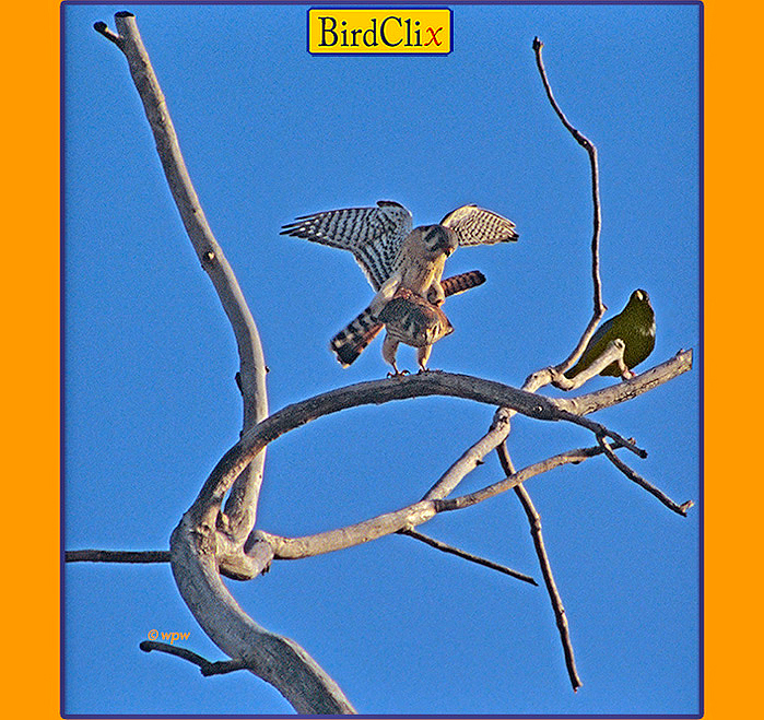 <Image of a pair of American Kestrels, small raptor birds, mating high up on a tree. Photo scoop by © Wolf Peter Weber.>