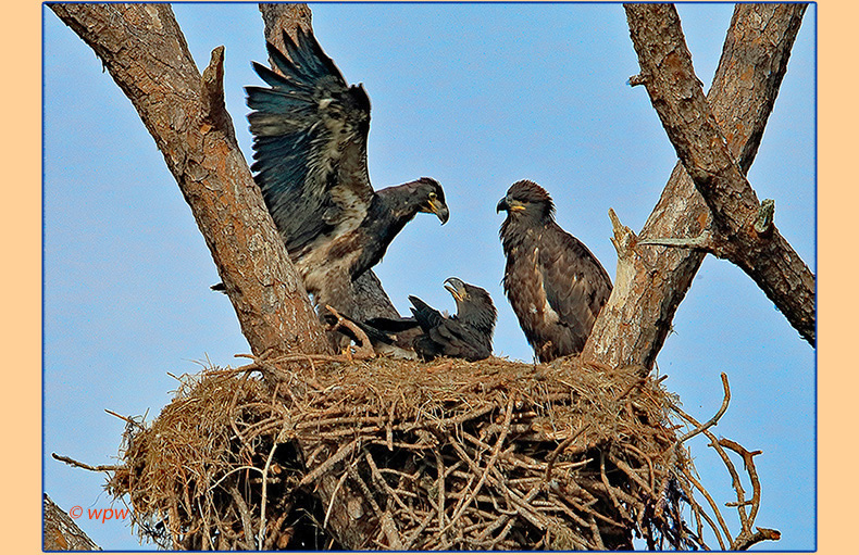 <Photo by Wolf Peter Weber of 3 American Bald Eagle hatchlings in a cramped nest, with the alpha bird flapping its wings.>