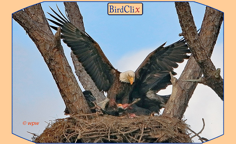 <Image by Wolf Peter Weber of a majestic parent eagle flying into the nest, bringing a sizeable chunk of meat to the brood.>
