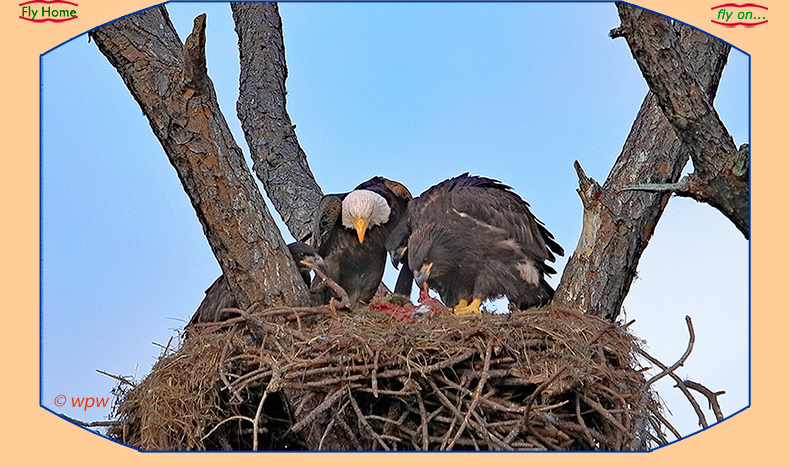 <Image by Wolf Peter Weber of the 3 eagle hatchlings + parent in tight
            quarters>