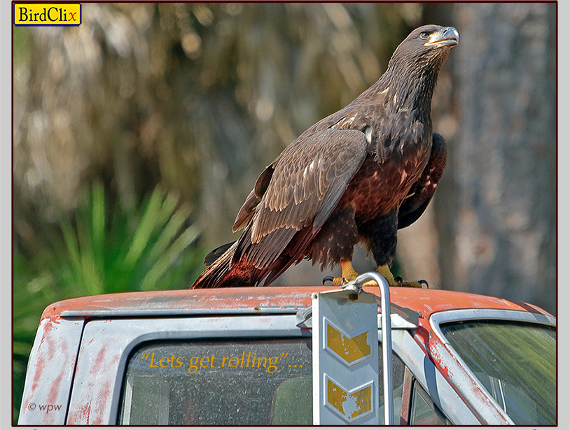 <Photographic image by © Wolf P. Weber of an urban American Bald Eagle, alpha of three 2019 fledglings riding high on the roof of an old pickup in Iona, FL>
