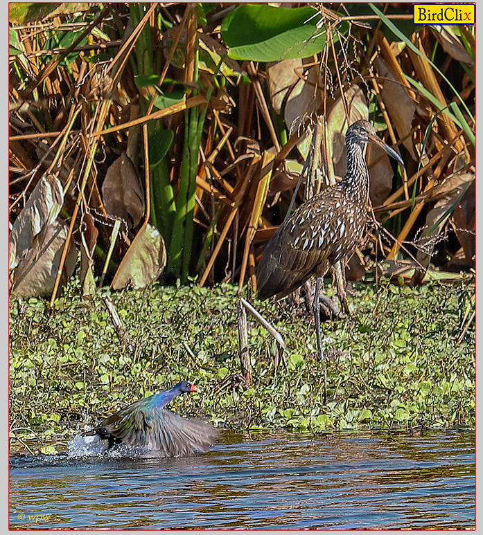 <Photograph by Wolf P Weber of a Limpkin standing on 1 leg plus a Purple Gallinule half in flight, 
            in 1 frame from some 60 yards across the opposite side at 1 of countless lakes and ponds in and around Fort Myers, FL.>
