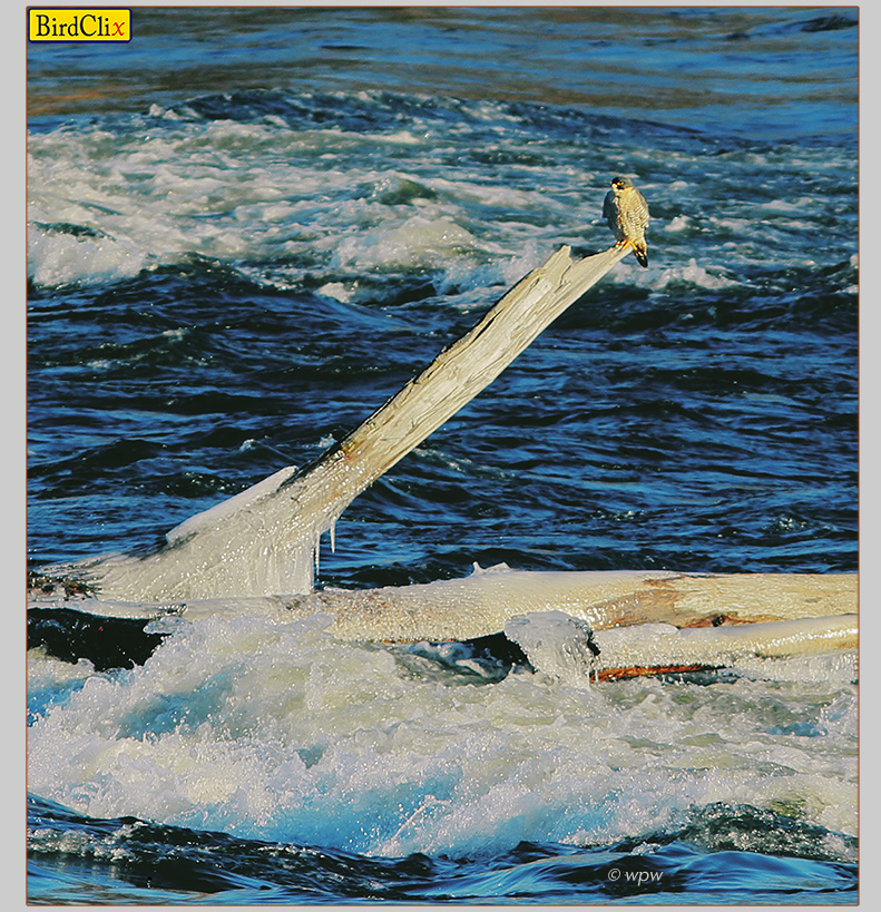 <Photograph by © Wolf P. Weber of Captn Peregrine Falcon commanding a hefty chunk of driftwood during early spring on the CT river>