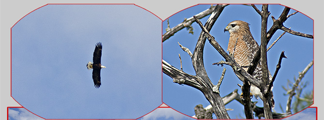 Photos of 1 Bald Eagle in flight and 1 Brownshouldered Hawk in a tree at Bunche Beach