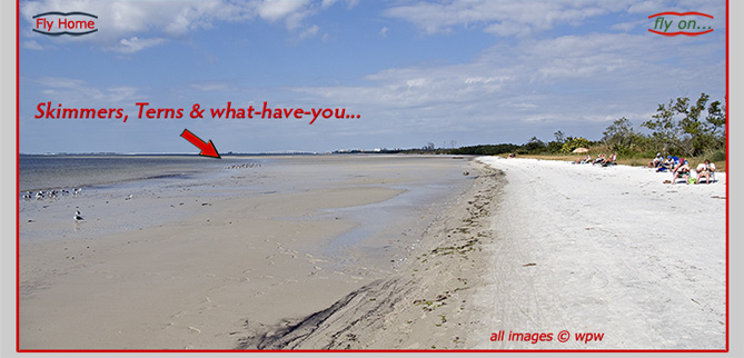 Wide shot of Bunche Beach at low tide