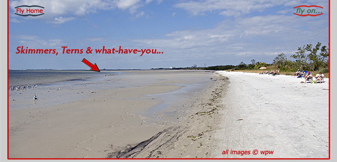 Wide shot of Bunche Beach at low tide