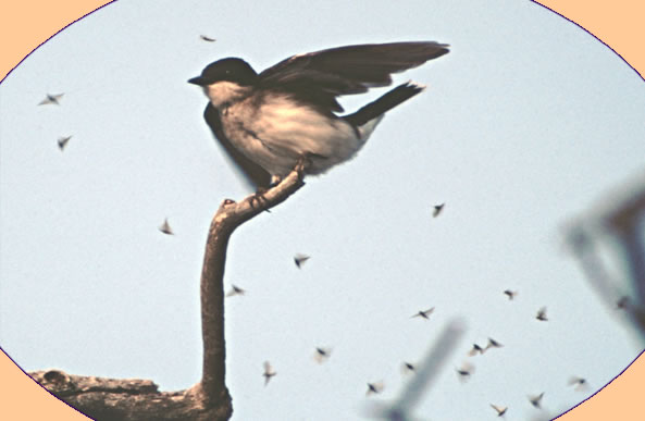 <About Eastern Kingbirds. 5 page photo report with nine photographs by Wolf Peter Weber.>