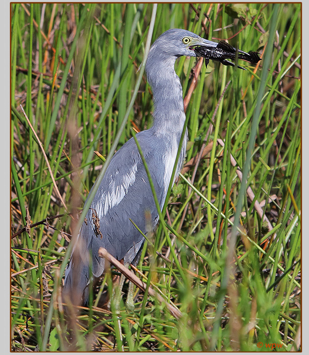 <Photo by Wolf Peter Weber of a Great Egret with a black Pleco suckermouth catfish catch in its beak>