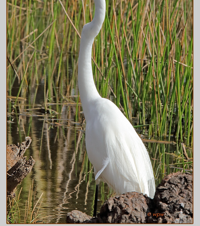 <Image by Wolf Peter Weber of a molting Little Blue Heron with a black Pleco suckermouth catfish catch in its beak>