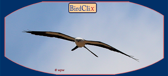 <Photo by Wolf P. Weber of a swallow-tailed Kite straight on>