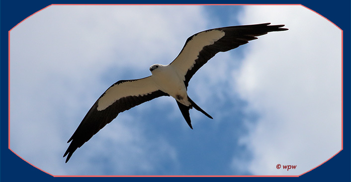 <Photo by Wolf P. Weber of a swallow-tailed Kite up above our heads>