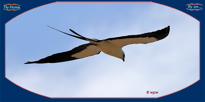 <Photo by Wolf P. Weber of a swallow-tailed Kite scanning the grounds>