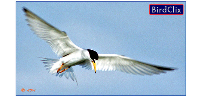 <Male Least Tern in flight, scanning for fish.>