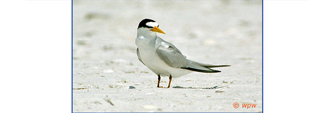 <Female Least Tern in waiting at beach.>