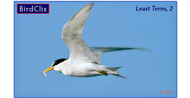 <Photo of Least Tern with catch, in flight>