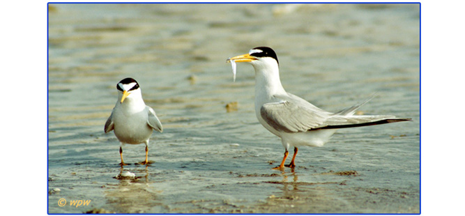 <Image of male Least Tern offering a sardine size <br>
fish to female partner>