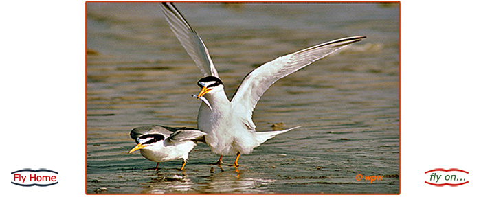 <Sign of courtship: Male Least Tern with Sardine size fish in beak behind a female in shallow beach water>