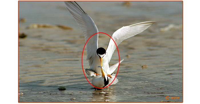 <Courtship continued: male Least Tern mounting the female which, head turned up, accepts the little sign of affection.>