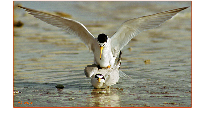 <Courtship is succeeding... Male Least Turn, wings spread wide,  now fully mounted, little fish no longer visible.>