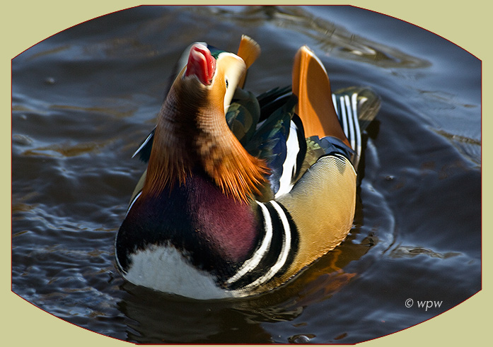 <Photograph by Wolf P. Weber of a Mandarin Duck seemingly gargling>