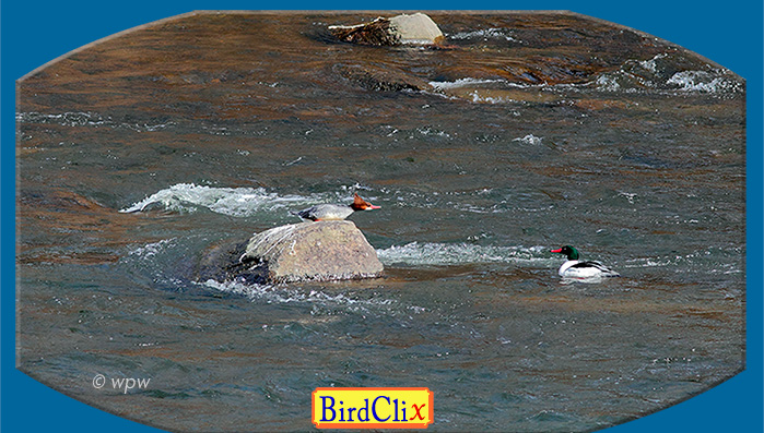 <Picture by © Wolf Peter Weber of a female Common Merganser on a rock in a river stretching forward towards a male in the water>
