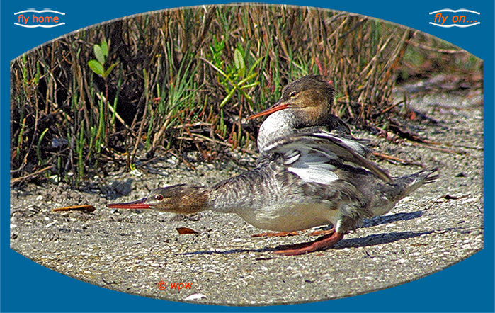 <Picture by © Wolf Peter Weber of a female Common Merganser on a sandy shore spot, stretching forward in curious fashion>